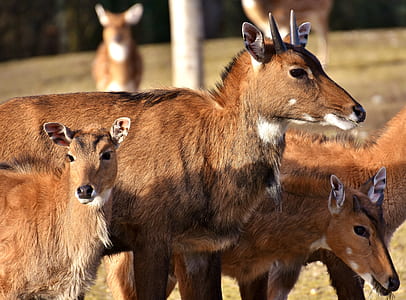 three brown animals on brown grass field thumbnail