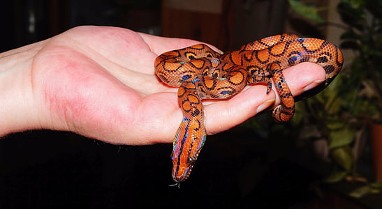 orange snake thumbnail