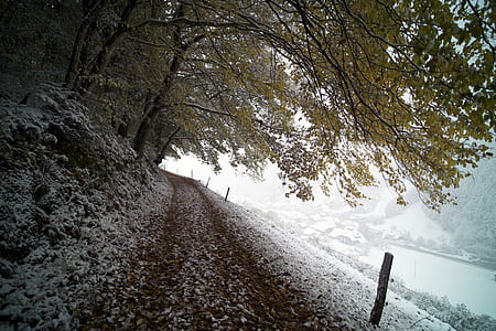 footpath beside green leaf trees covered with snow thumbnail