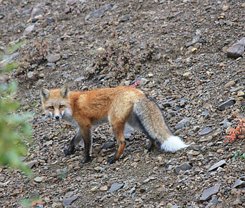 brown fenex fox thumbnail