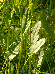 Meadows Sauerampfer, Plant thumbnail