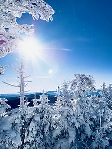 snow covered trees thumbnail