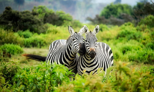 two zebras selected photography thumbnail