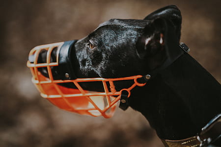 dog wearing mouth guard thumbnail