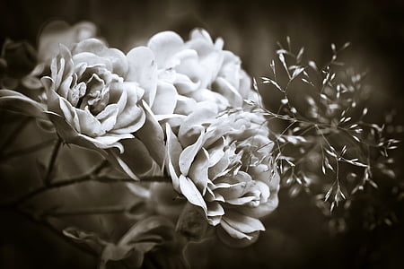 grayscale of flower thumbnail