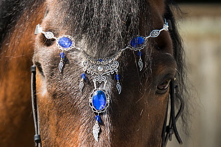 brown horse with blue and silver headdress thumbnail