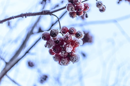 red fruit covered with ice thumbnail