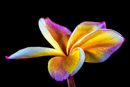 yellow and pink Plumeria flower thumbnail