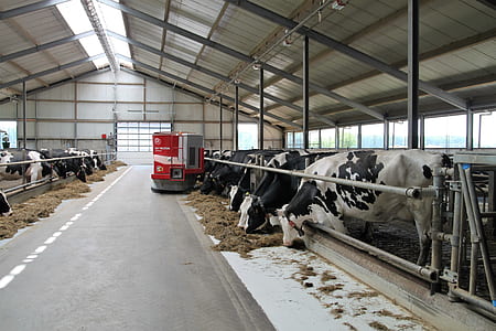 cow poultry thumbnail