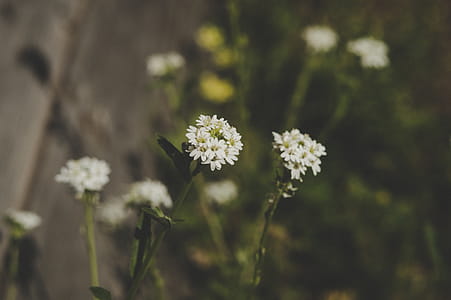 Close-up Photo of White Petaled Flowers at Daytime thumbnail