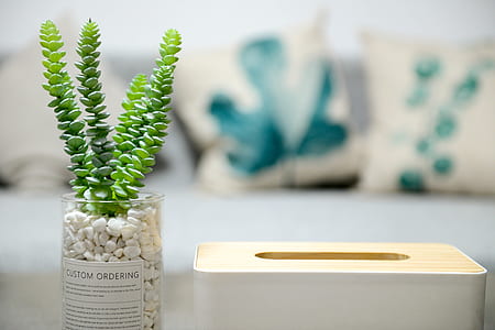 Selective Photo of Green Succulent Plant thumbnail
