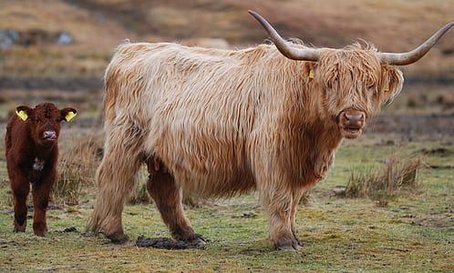 brown highland cattle and calf thumbnail