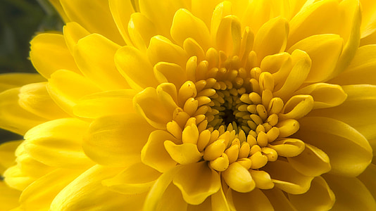 yellow chrysanthemum flower thumbnail