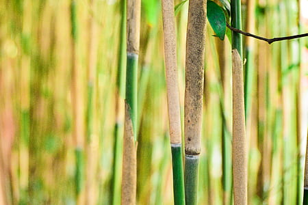 bamboo trees thumbnail