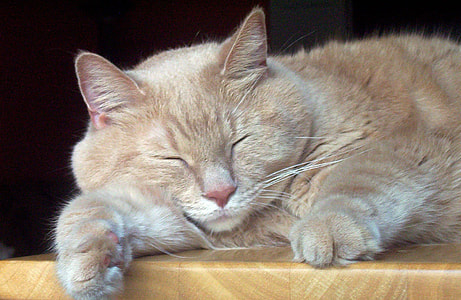 sleeping adult beige cat on wooden surface thumbnail