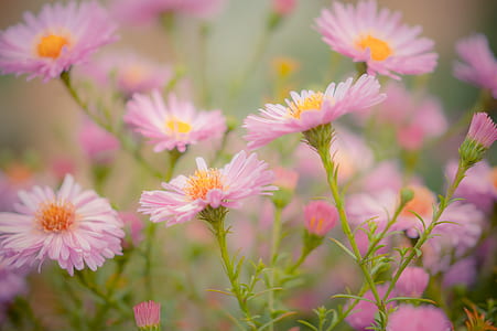 pink flowers in macro photography thumbnail