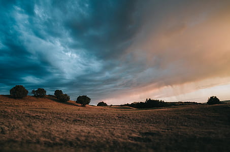 trees under cloudy sky thumbnail