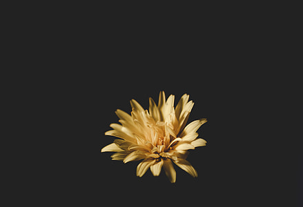 Fire flower thumbnail