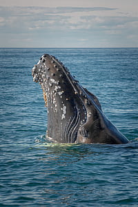 whale on ocean thumbnail
