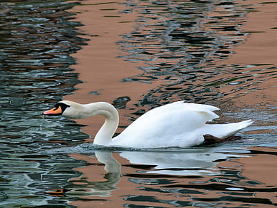 mute swan on body of water thumbnail