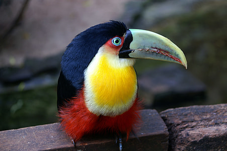 white, yellow, and orange bird thumbnail