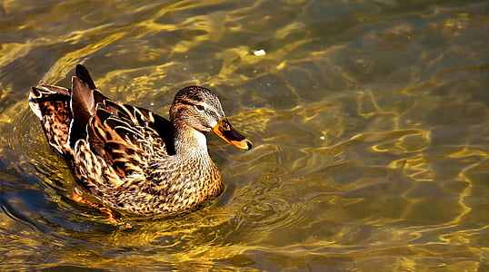 female mallard duck on body of water thumbnail