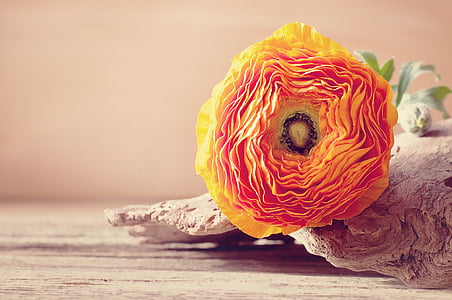 selective focus photograph of orange flower thumbnail