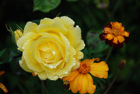 macro shot photography of yellow and orange flowers thumbnail