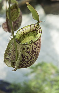 green and black plant thumbnail