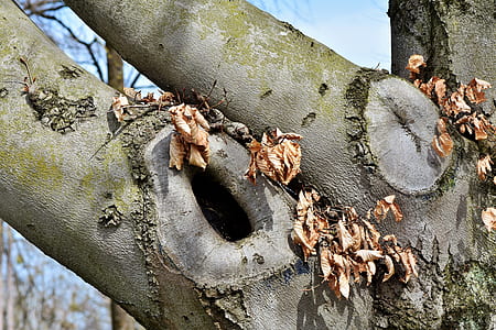 close-up photo of gray and green tree thumbnail