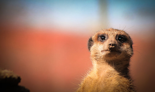 shallow focus photography of brown and beige meer kat thumbnail