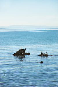 flock of cormorants perching on rock on body of water thumbnail