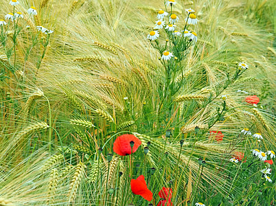 ox eye Daisies and red Poppy flowers on grass field thumbnail