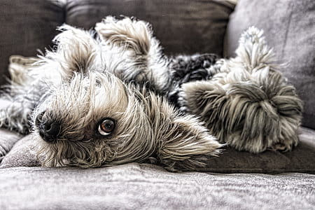 gray and brown Yorkshire dog on gray textile thumbnail