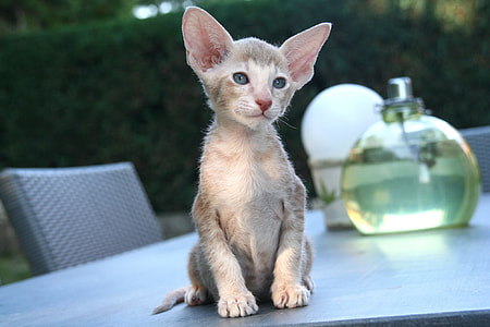 gray cat on tbale top in front of perfume bottle thumbnail