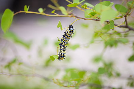 selective focus photography of yellow and black caterpillar on green leaf thumbnail