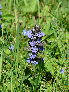 Ajuga Günsel, Pointed Flower thumbnail