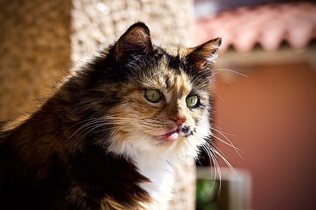 calico cat near building pillar thumbnail