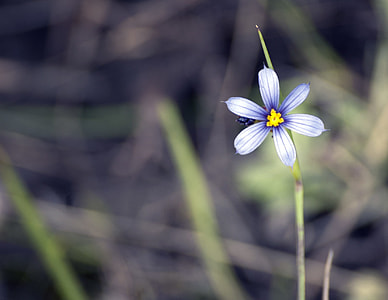 selective focus photography of blue and white petaled flower thumbnail