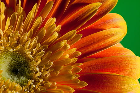 closeup photo of orange sunflower thumbnail