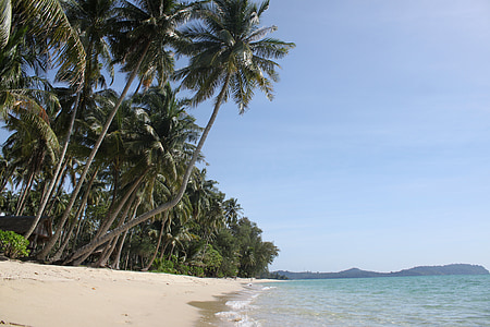 green coconut trees beside sea during daytime thumbnail