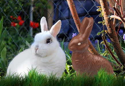 white rabbit thumbnail