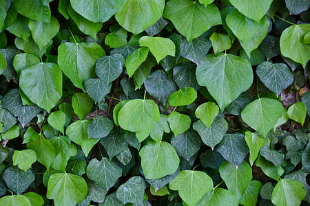 green leaf plant close-up photo thumbnail
