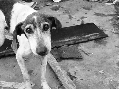 Sad, Stray Dog, Look, Abandoned, dog, man's best friend thumbnail