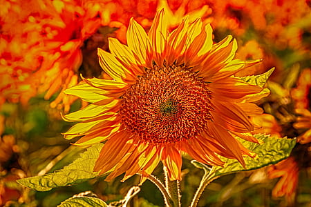 selective focus of sunflower thumbnail
