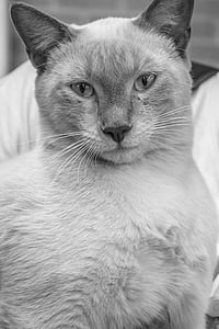 white cat thumbnail