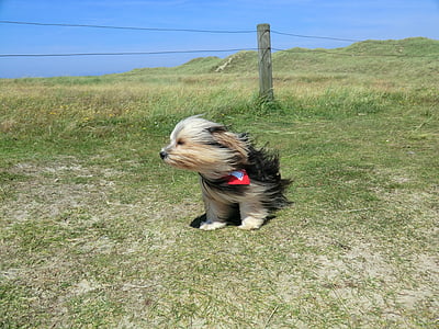 brown and black Yorkshire terrier standing on grass near fence thumbnail