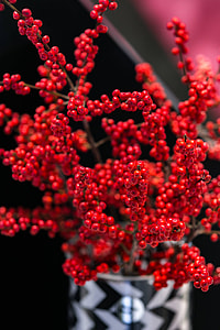 Red rowan in a black-and-white pot thumbnail