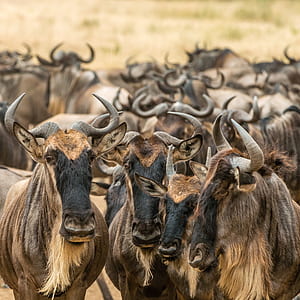 selective focus photography of four horned animals thumbnail