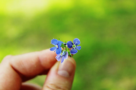 person holding blue and purple flowers thumbnail